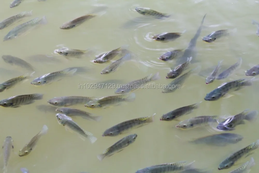 Natural Fish Farming Probiotic fish feed extruder