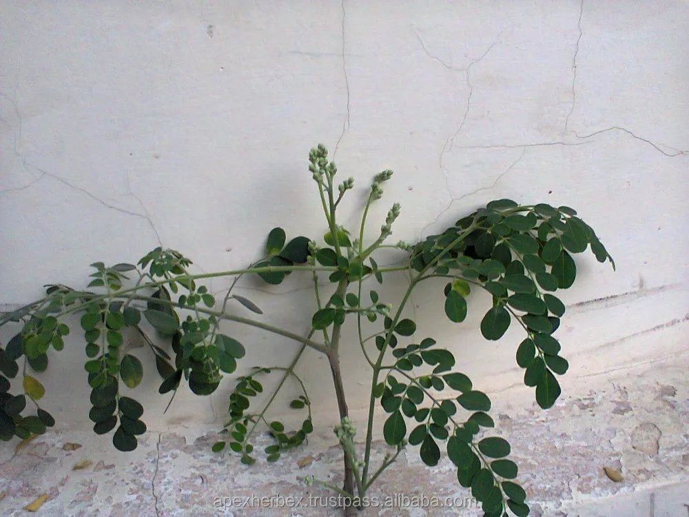 Moringa Leaves T Cut  Powder Organic Moringa Oleifera Leaves