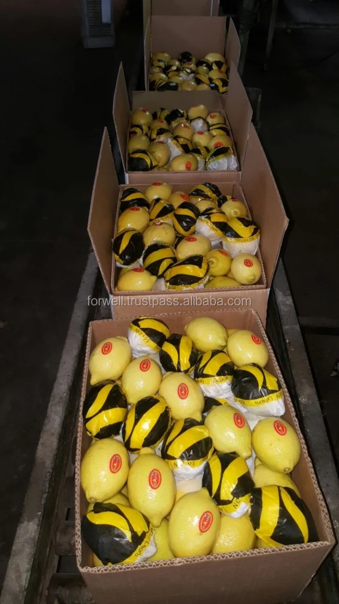 COMMON EGYPTIAN LEMONS  ( Adalia - Verna - green lime ) BIG SIZE LEMONS IN EGYPT