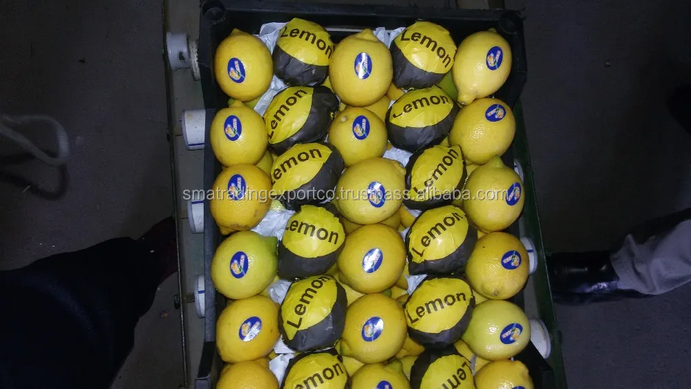 
Egyptian lemon 