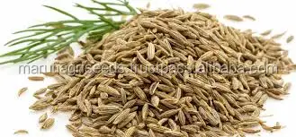 CUMIN SEEDS FOR SOWING FROM INDIA
