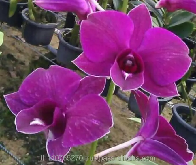 Дендробиум типаван красный