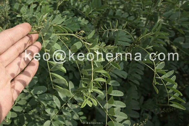 natural indigo leaves hair dye (1)