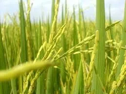 Wholesale High Quality Soft White Glutinous Rice Variety from Vietnam Best Supplier Contact us for Best Price