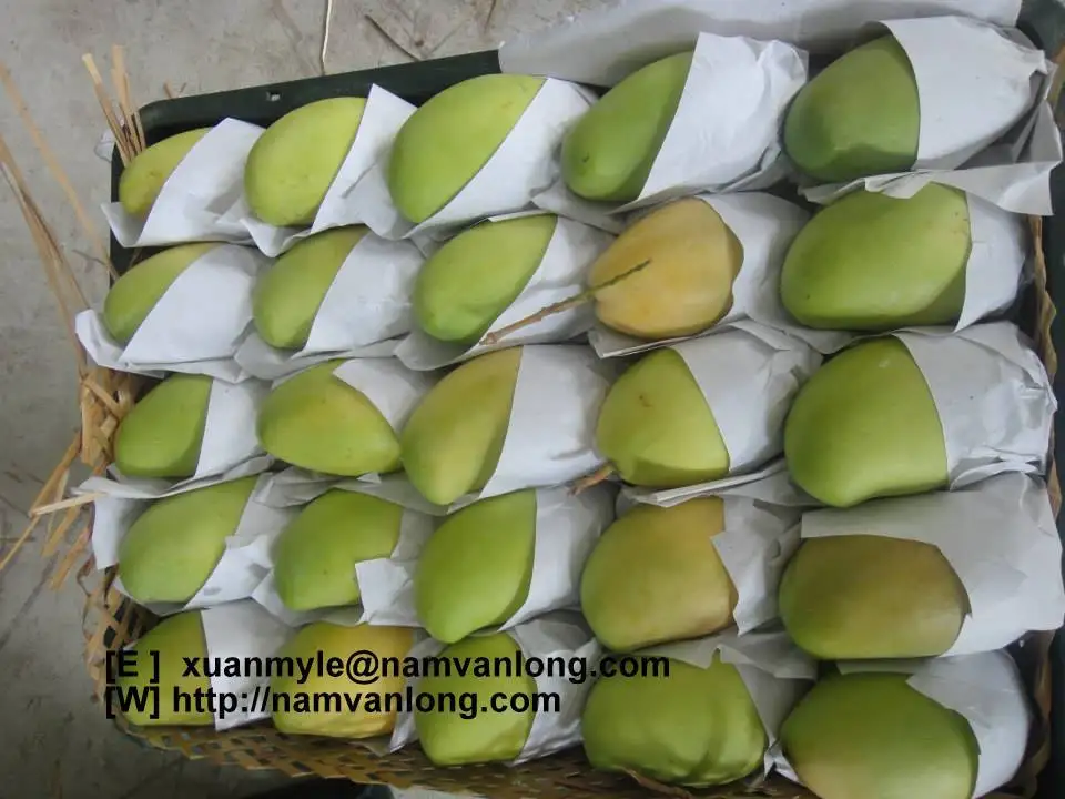 Свежий Кот CHU фрукты манго