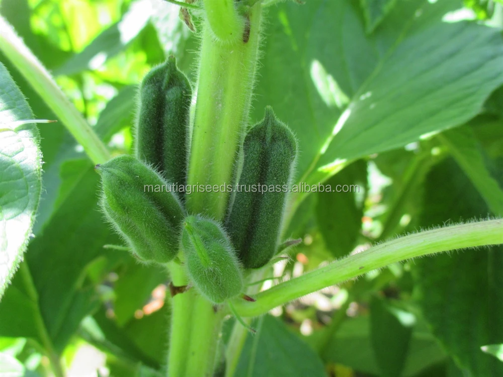 
SIMSIM SEEDS FOR Afghanistan 