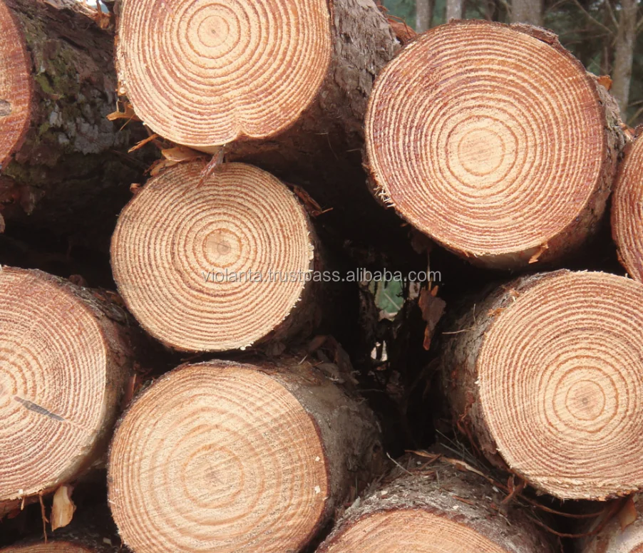RUSSIAN Timber Log / Sawlogs /Wood round logs lumber /PINE SPRUCE