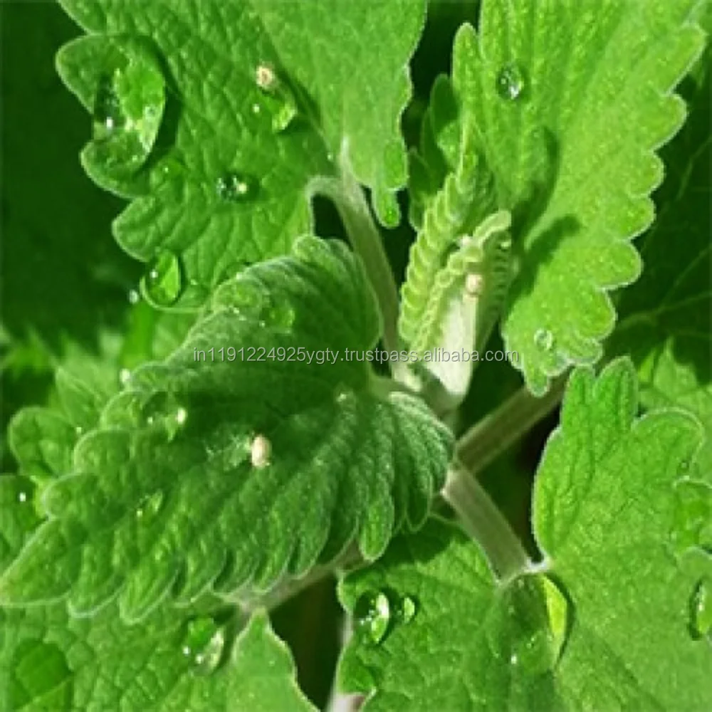 Pure Natural Plant Extract Essential Oils Pharmaceutical Raw Material Catnip Essential Oil Nepeta Oil From India