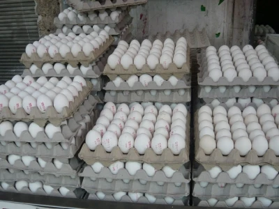 fresh Turkish White shell chicken eggs