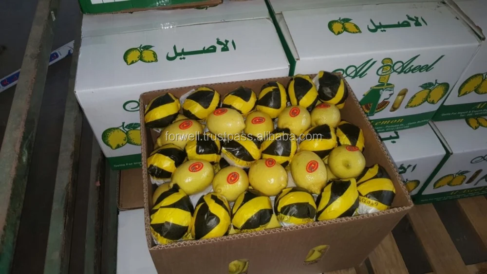 COMMON EGYPTIAN LEMONS  ( Adalia - Verna - green lime ) BIG SIZE LEMONS IN EGYPT