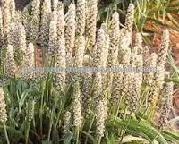  подорожника шелухи порошок/isabgal шелухи/isabgal порошок/psyllium шелухи/подорожника