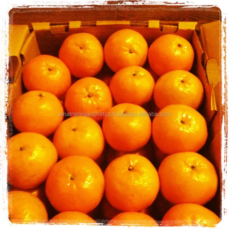 
egyptian mandarin orange 