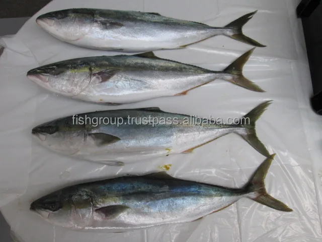 Топ-рейтинг трейдеры морепродуктов срок годности 18 месяцев желтый хвост цельный круглый замороженный блок