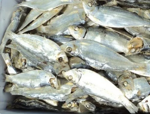 
DRIED HERRING - SARDINELLA ( Sardinella Gibbosa ) 
