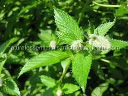 100 % Pure Organic Peppermint Essential Oil Bulk Wholesale - High Quality Manufacturer For Hair Care & Massage With Best Price