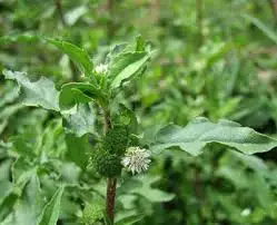 Eclipta Alba Bhringraj (2)