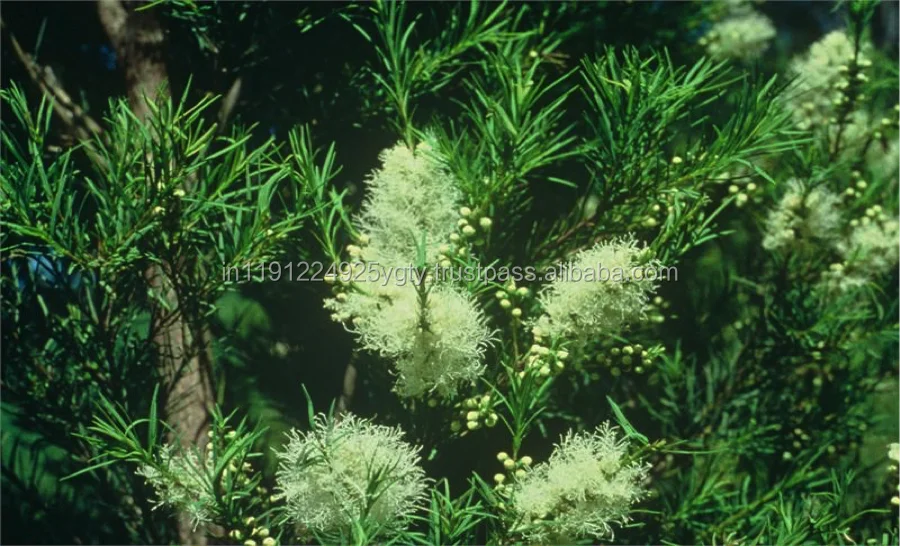 Wholesale Bulk Niaouli Essential Oil For Aromatherapy/Massage/Spa