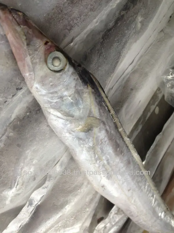 Frozen Fish Fresh Tilapia Supplier Block Bulk Style Packaging Package Weight Lbs Shelf Origin Latin Frozen Ribbonfish Whole Part