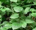 
Rubia Cordifolia Roots Tea Cut Indian Madder Manjistha Roots 