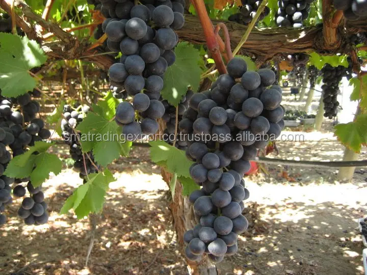 
EGYPTION GRAPES 