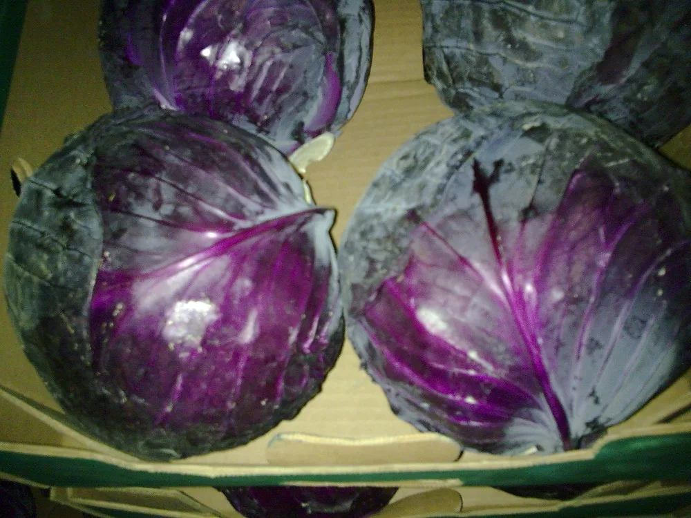 
fresh red cabbage 