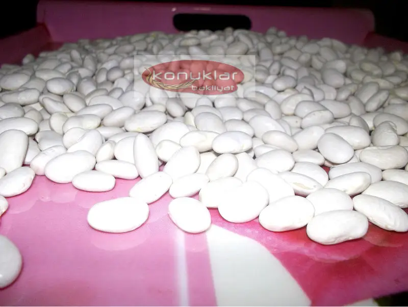
white big beans best quality produced 