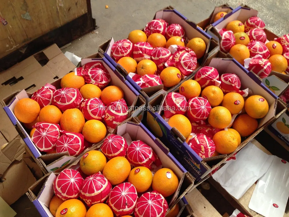 Fresh Orange Valencia /Egyptian Fresh Orange to export