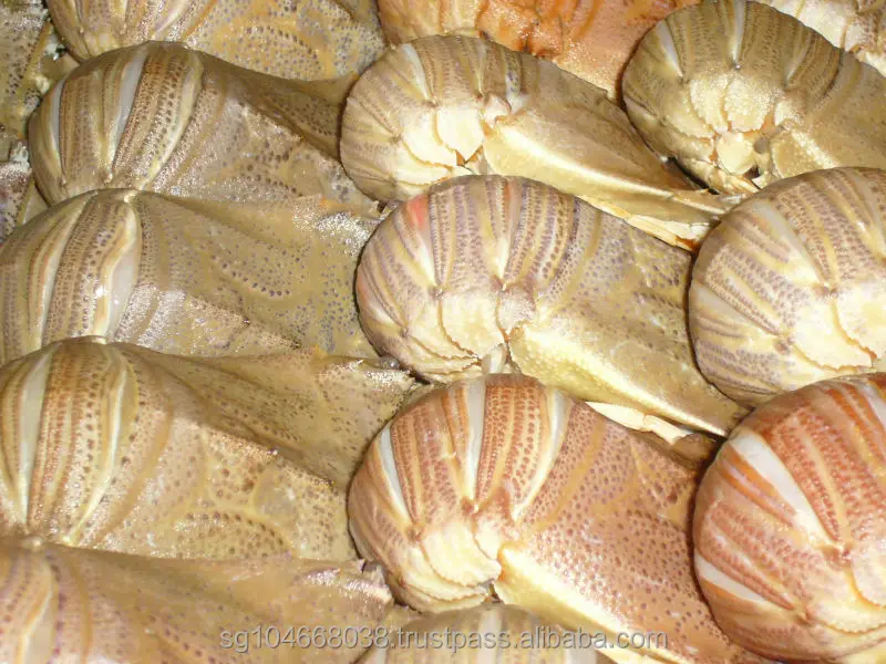  Замороженные тапочки Лобстер