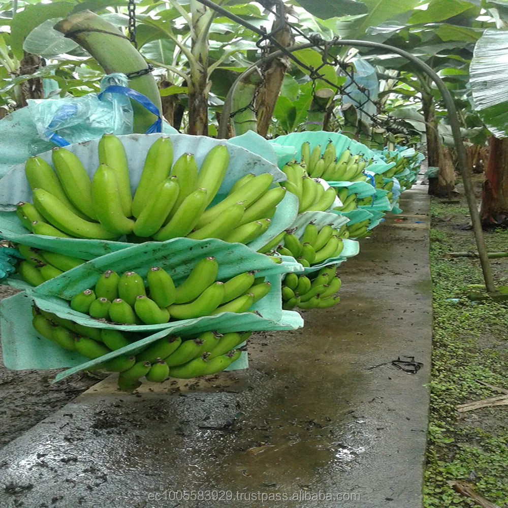 FRESH BANANAS FROM ECUADOR