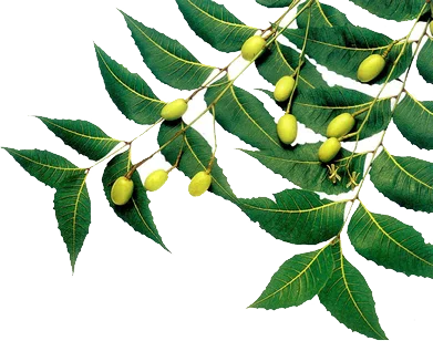 High Quality Natural Pure Neem Carrier oil Available in India for Agriculture and Skin Use