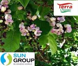 100% Karanja Oil obtained from pure karanja kernel by cold presseed extraction now available in 1000 ml