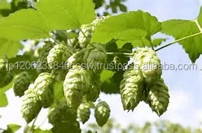 Fresh taste Japanese alcohol free beer from popular brands