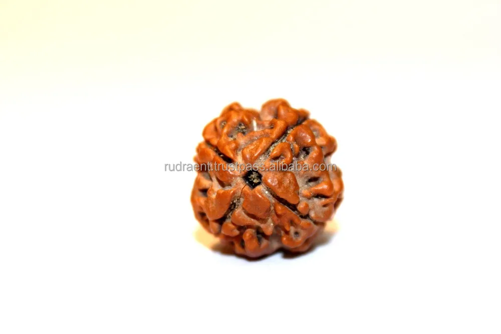 Authentic 4 Mukhi Rudraksha Bead Nepal