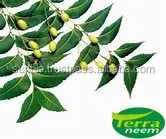 Ayurvedic Neem Oil natural way of cold processing method with high Azadirachtin content of minimum 3500ppm to 4000 ppm