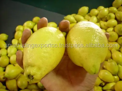 
Egyptian lemon 