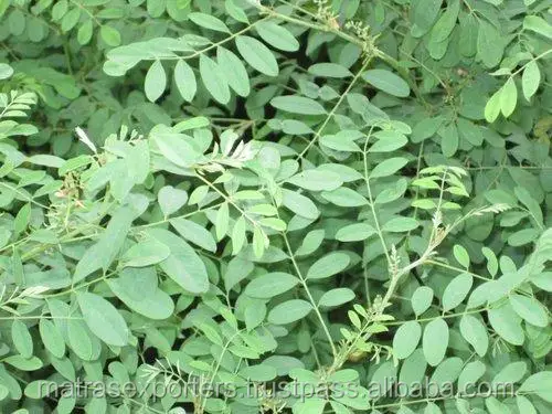 Indigo Powder for Germany  -- Whatsapp: +91 73580 94554