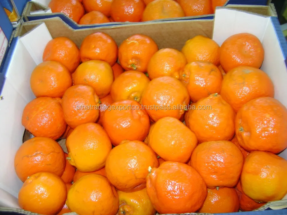 
egyptian mandarin orange 