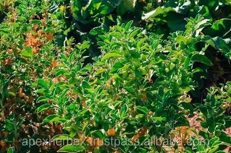 Withania Somnifera roots TBC Indian Ginseng Root Ashwagandha Roots T Cut