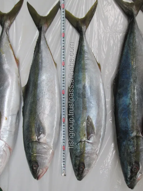 Топ-рейтинг трейдеры морепродуктов срок годности 18 месяцев желтый хвост цельный круглый замороженный блок