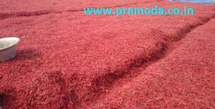 Высококачественный красный чили, оптовая продажа, покупатели сухих красных чили/импортеры красного чили