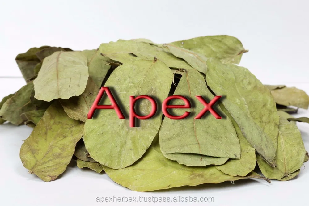 
TBC Cassia Alata LEAVES AND T CUT 