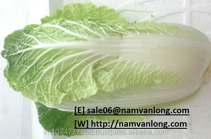 
HIGH QUALITY FRESH CELERY CABBAGE ( NAPA CABBAGE) WITH BEST PRICE 