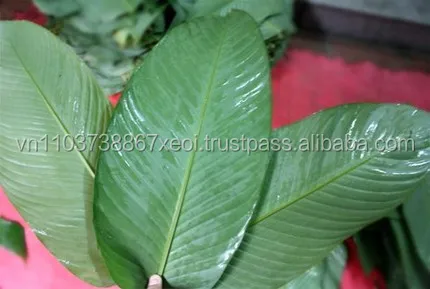 fresh Dong high quality and cheapest 2020