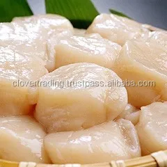 
Frozen scallop 
