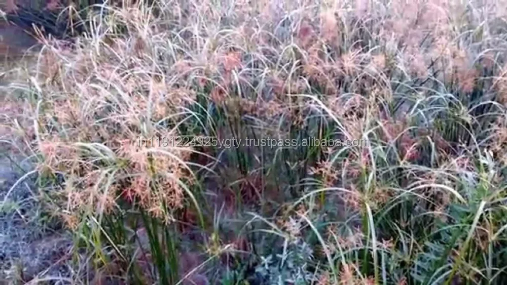 100% Pure High Quality Nagarmotha Essential Oil Nut Grass Oil Cypriol Oil From India