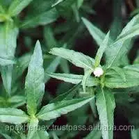 Eclipta Alba Whole Plant Bhringaraj Whole plant Dried