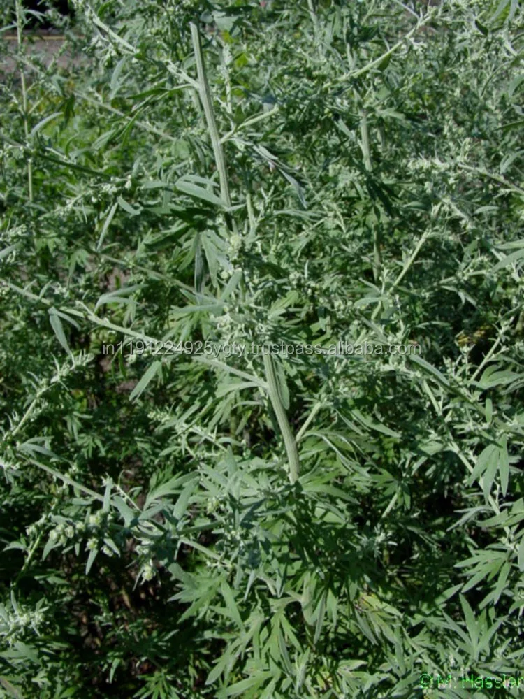 100% Pure High Quality Davana Essential Oil