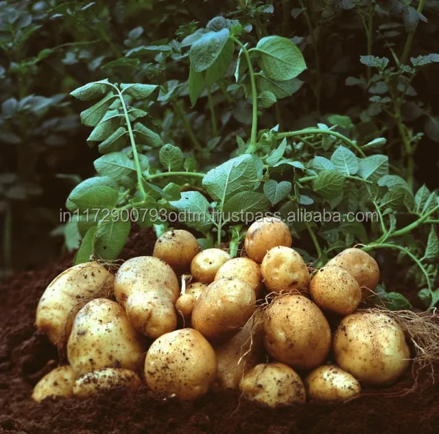 Fresh Potatoes