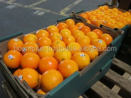 Fresh Valencia Oranges | Orange Price | Egyptian Product