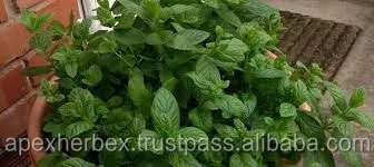 Качественные сушеные листья мяты от